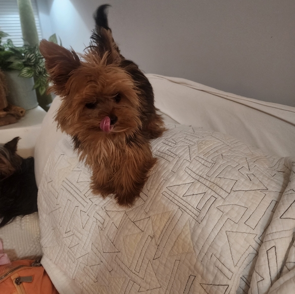 Priceless Package - Picture 7 of 12